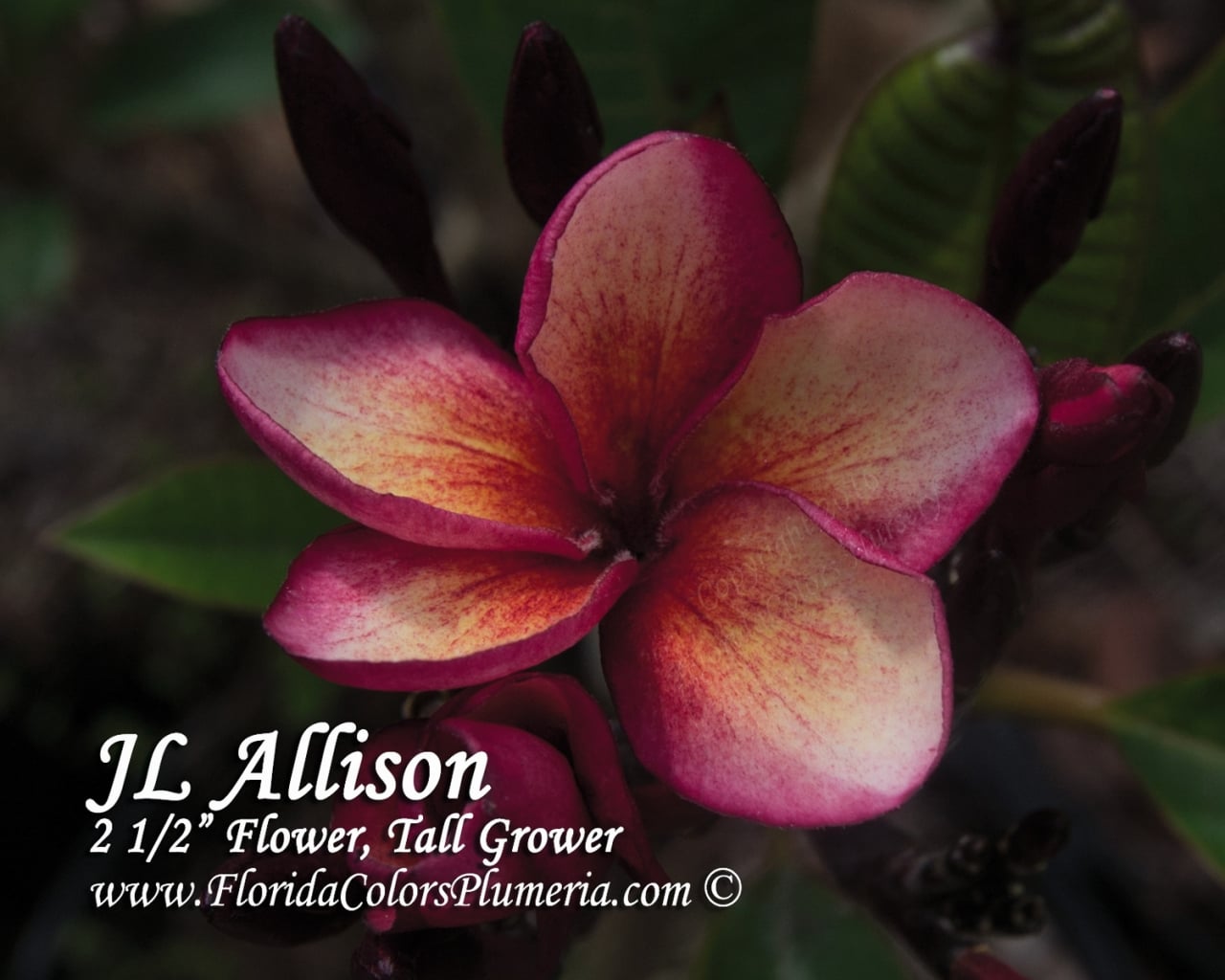 Allison_2629.jpg