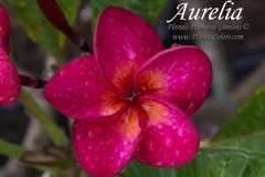 Aurelia_6208.jpg Aurelia_6208.jpg