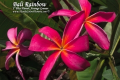 Bali-Rainbow_7522.jpg