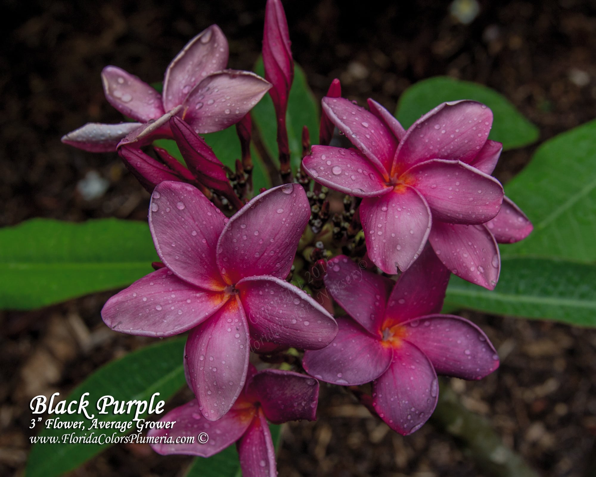 Black Purple