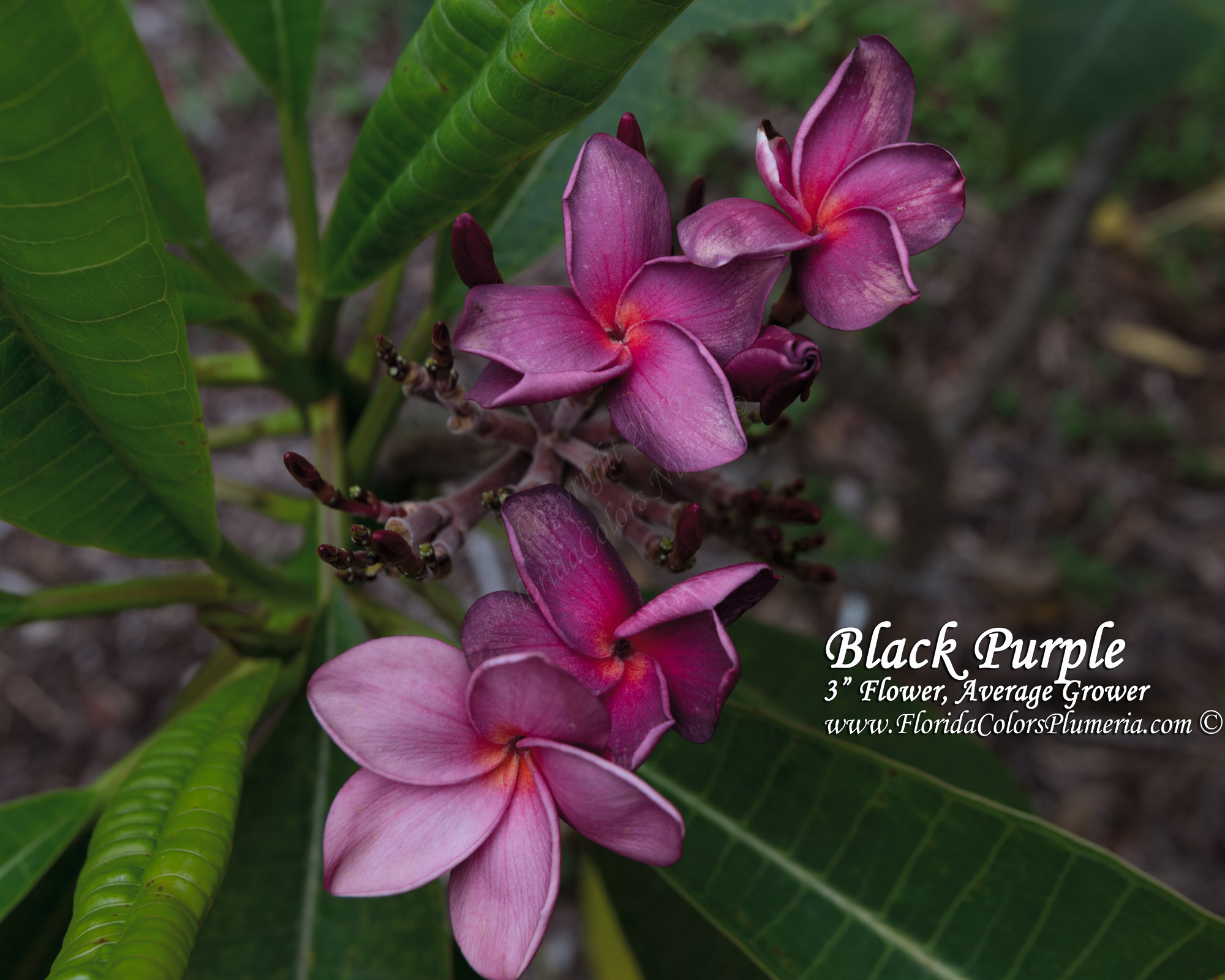 Black-Purple_5183.jpg