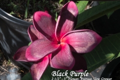 Black-Purple_1126.jpg