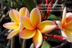 Burton-Yellow_9517.jpg