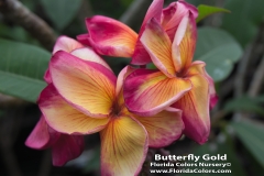 Butterfly-Gold_1067.jpg