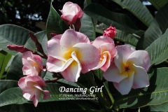 Dancing-Girl_7748.jpg