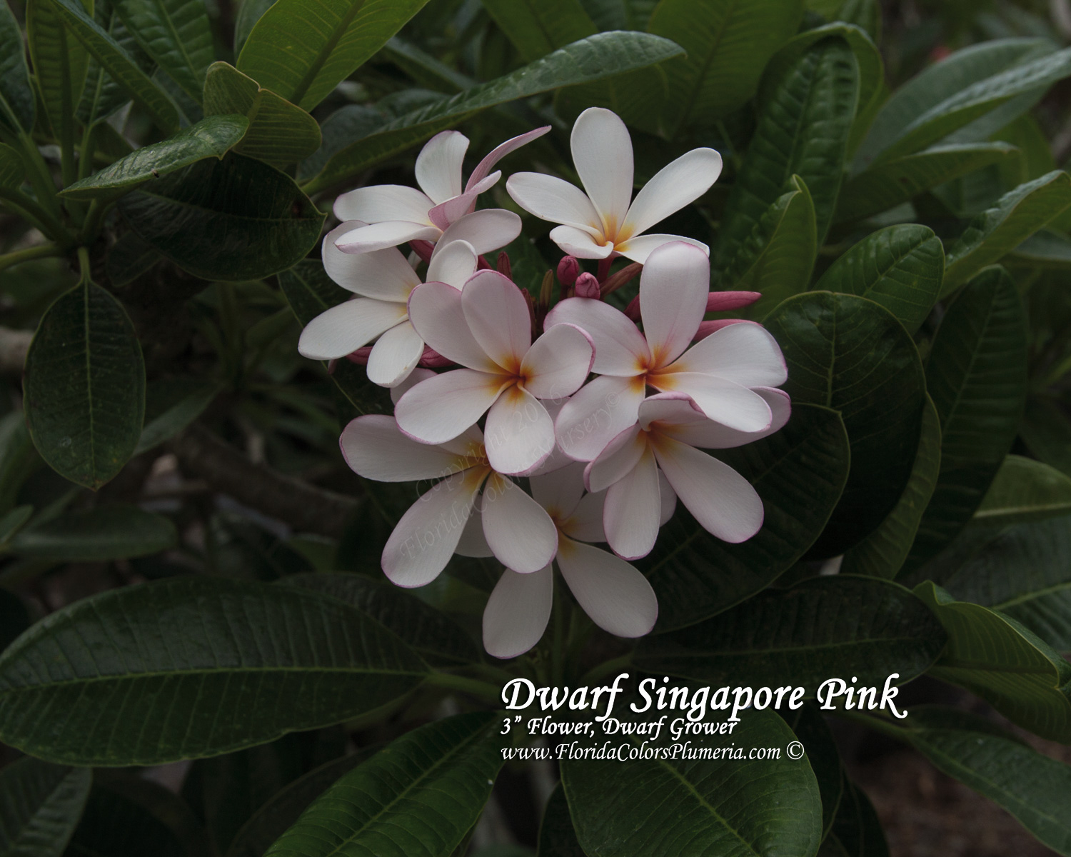 Dwarf-Singapore-Pink_2591.jpg