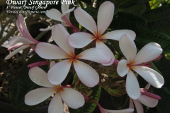 Dwarf-Singapore-Pink_2411.jpg