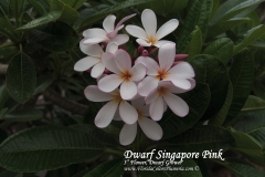 Dwarf-Singapore-Pink_2591.jpg