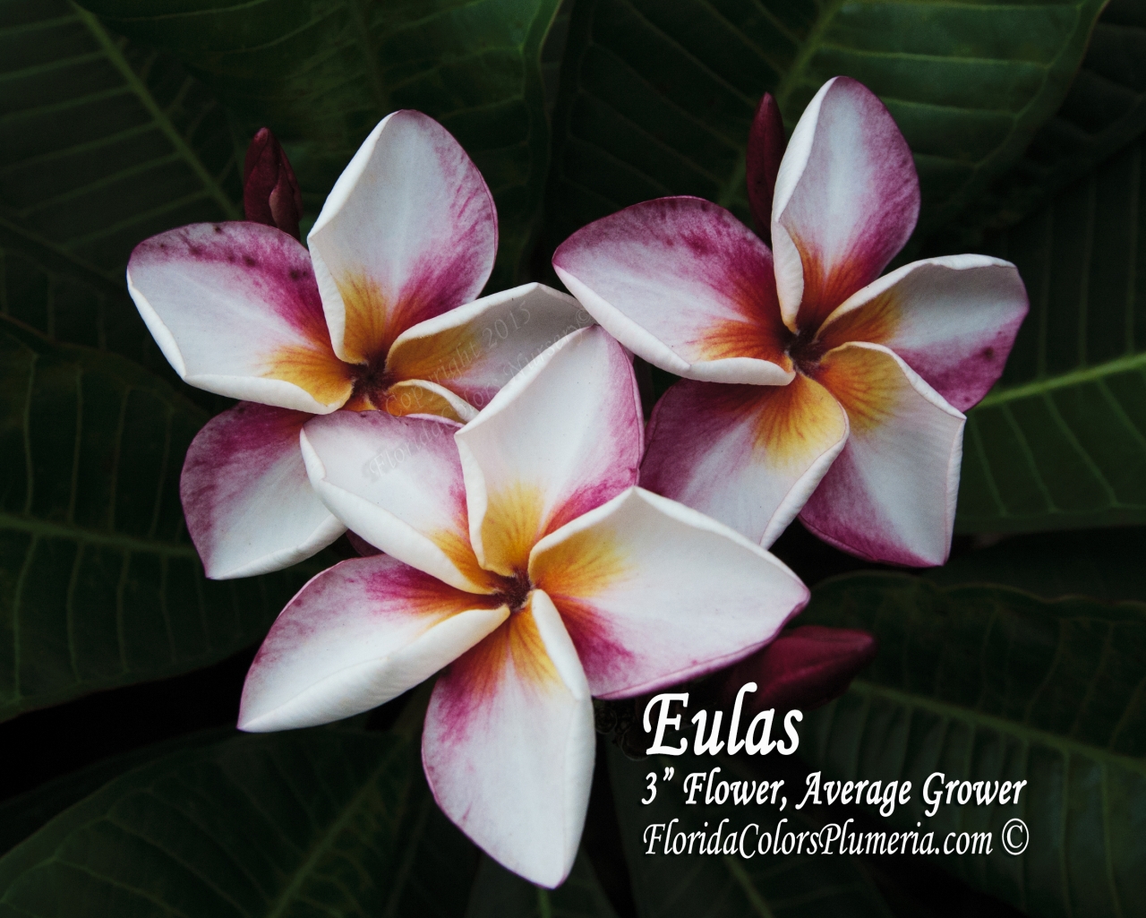 Eulas_0601.jpg