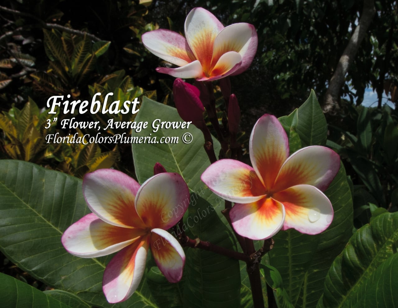 Fireblast_2120.jpg