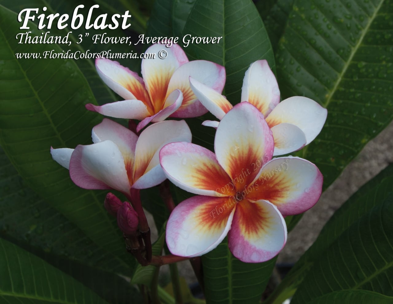 Fireblast_4925.jpg