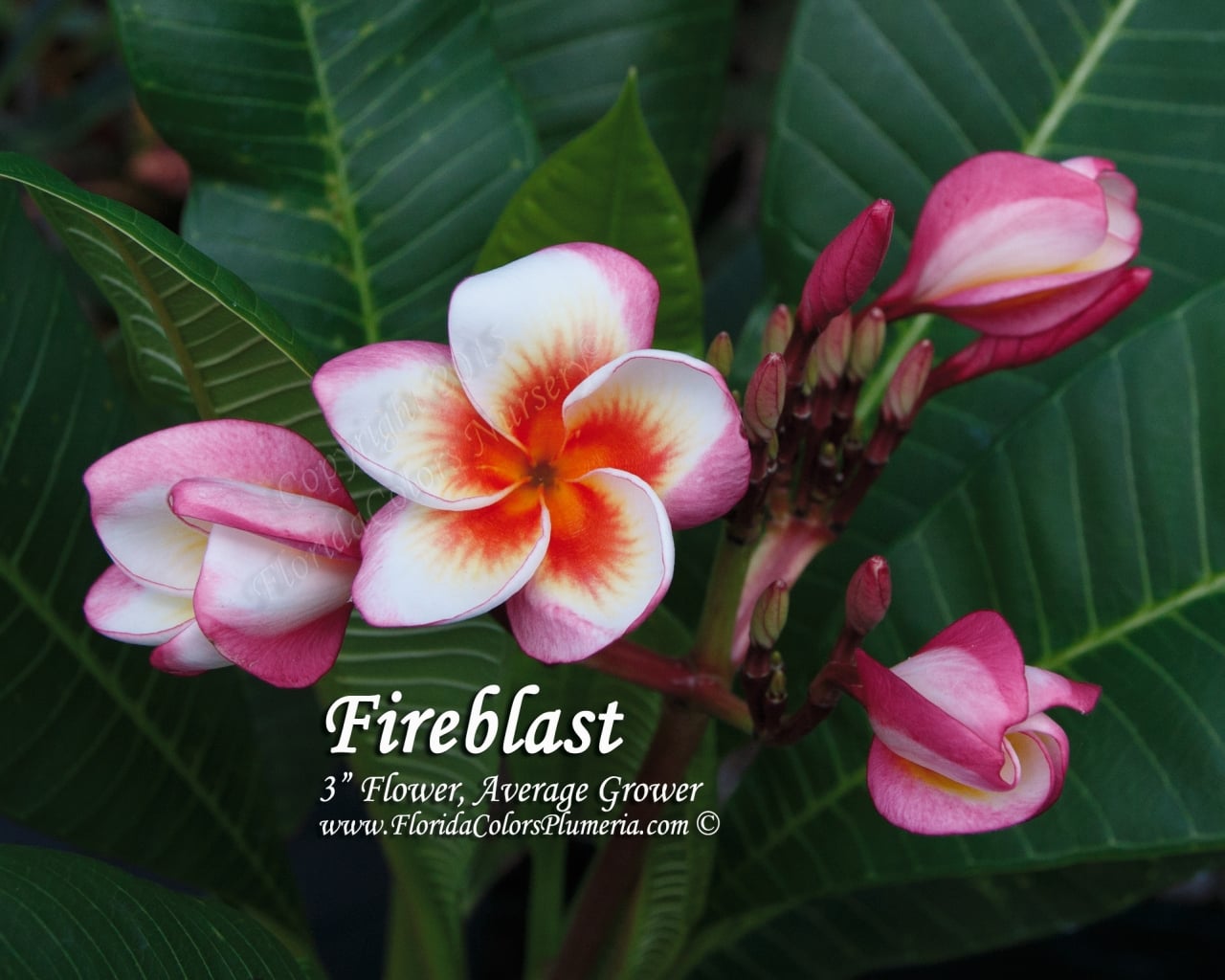 Fireblast_9389.jpg