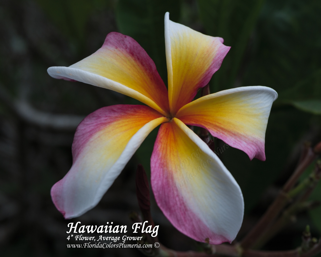 Hawaiian-Flag_7358.jpg
