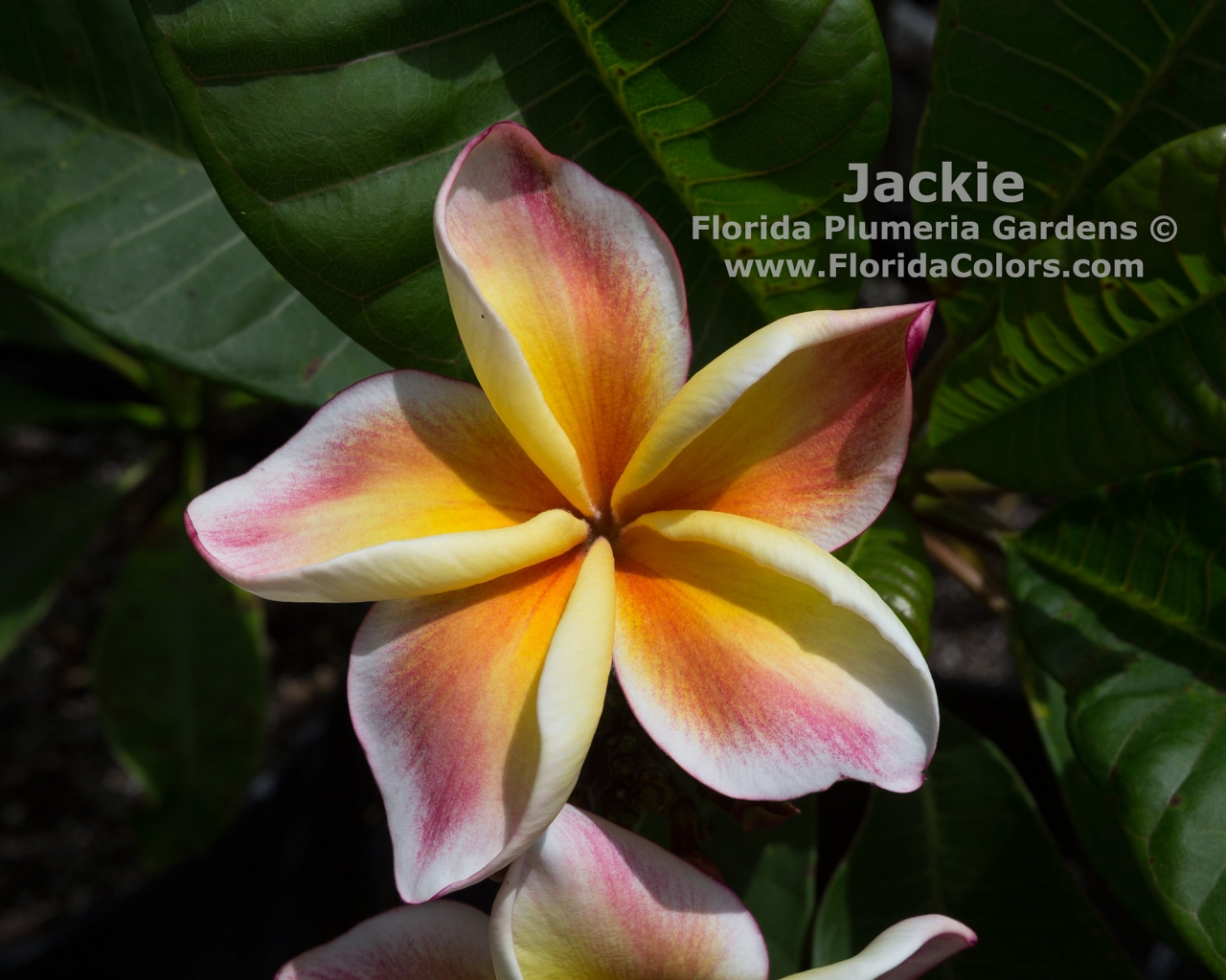 Jackie_1406.jpg