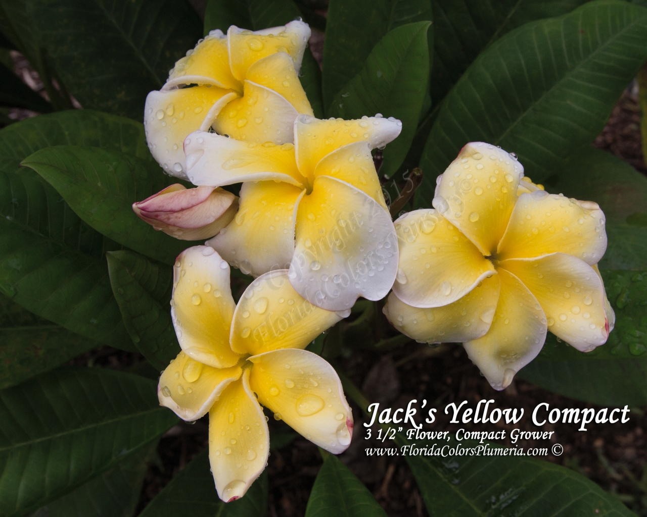 Jacks-Yellow-Compact_0355.jpg