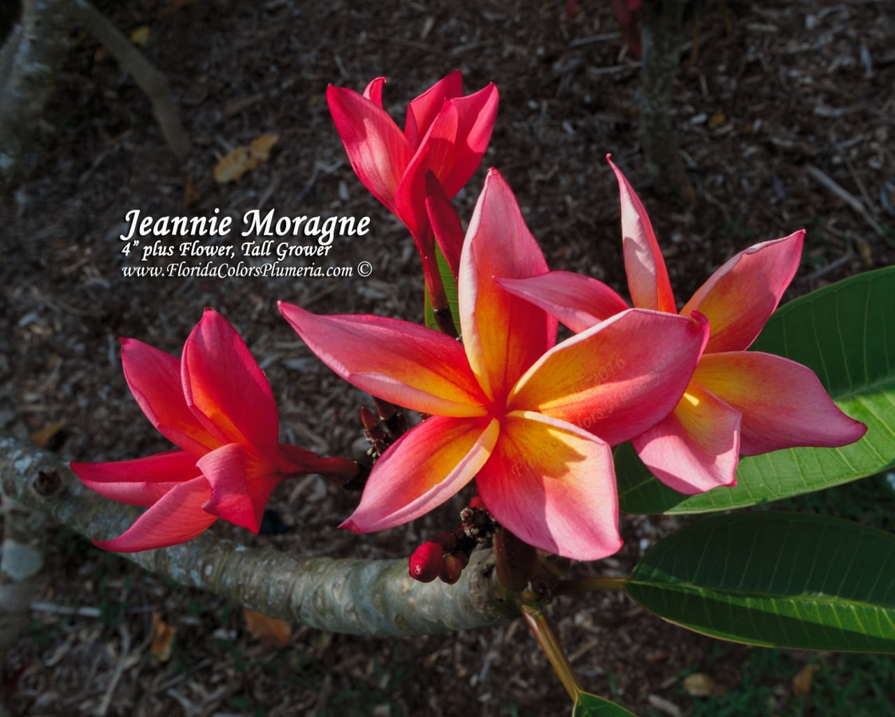 Jeannie-Moragne_1742-2.jpg