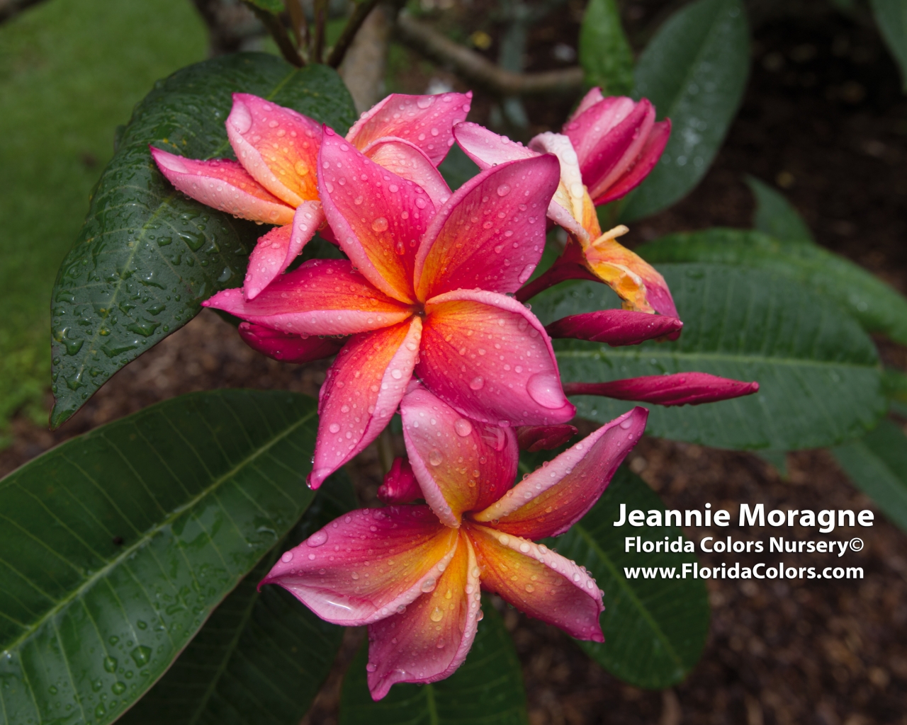 Jeannie-Moragne_1742.jpg
