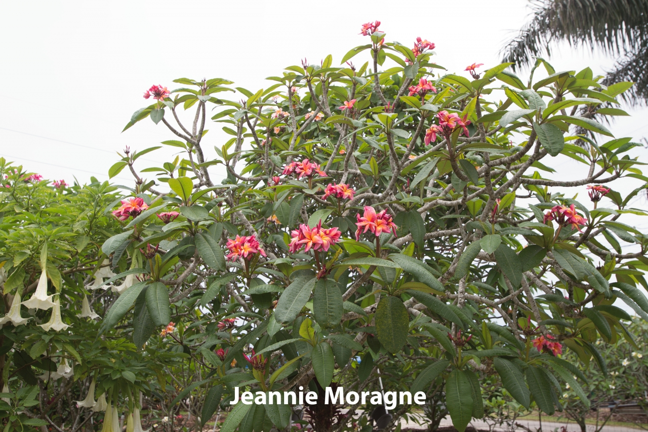Jeannie-Moragne_1913.jpg