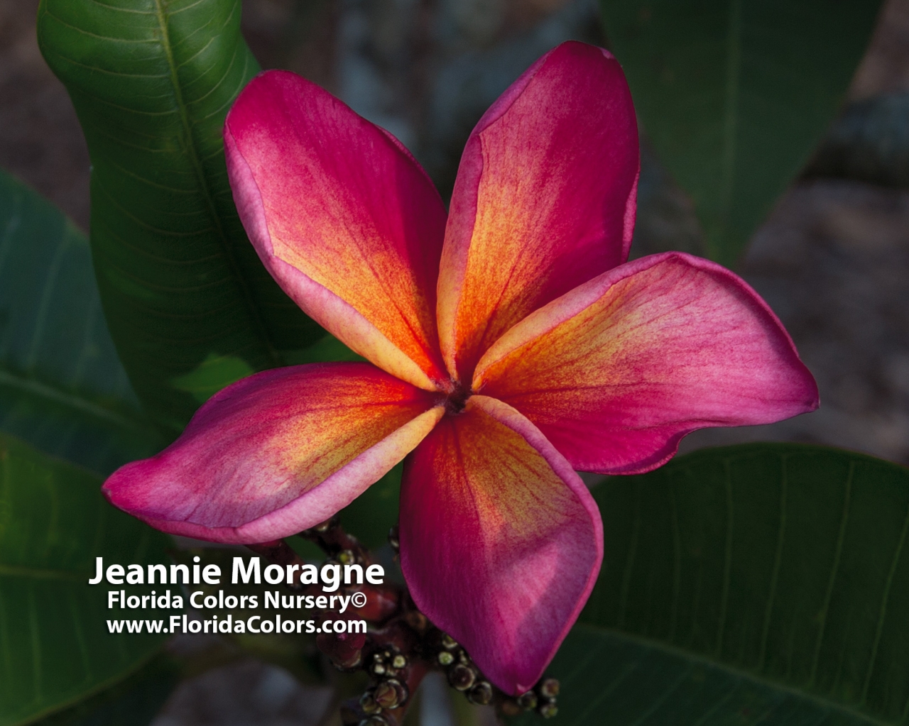 Jeannie-Moragne_2546.jpg