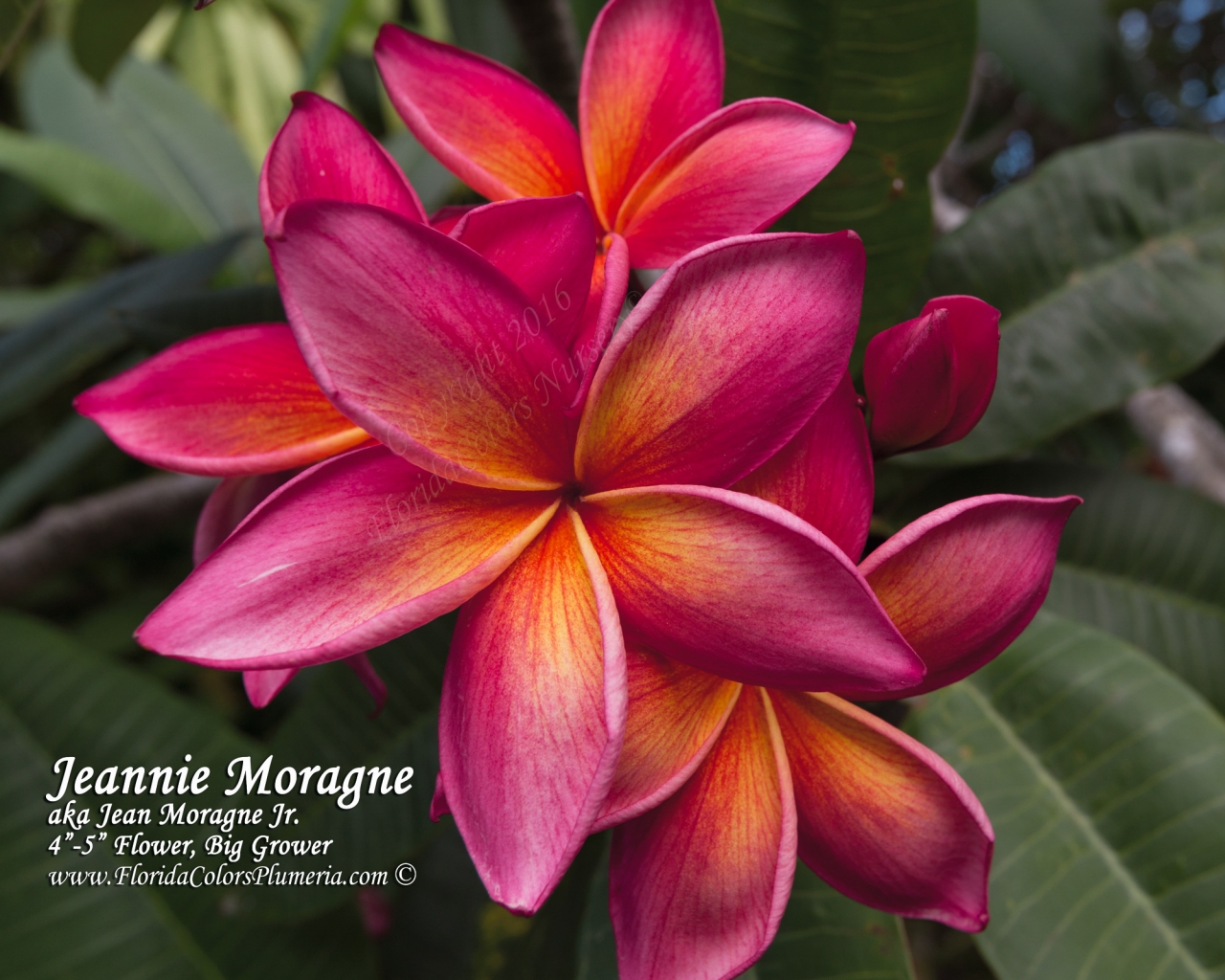 Jeannie-Moragne_4766.jpg
