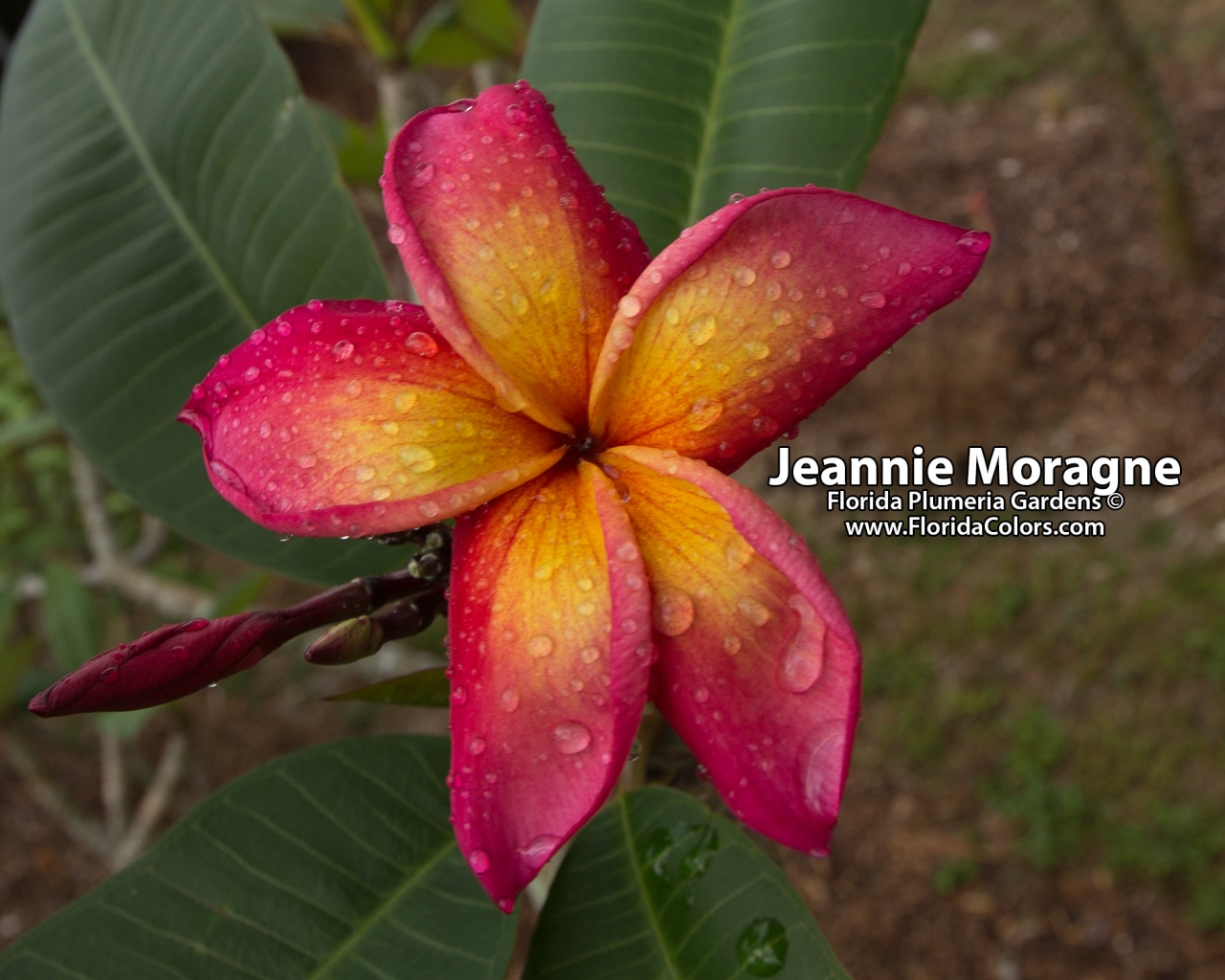 Jeannie-Moragne_9697.jpg