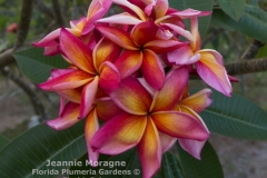 Jeannie-Moragne_1780.jpg Jeannie-Moragne_1780.jpg