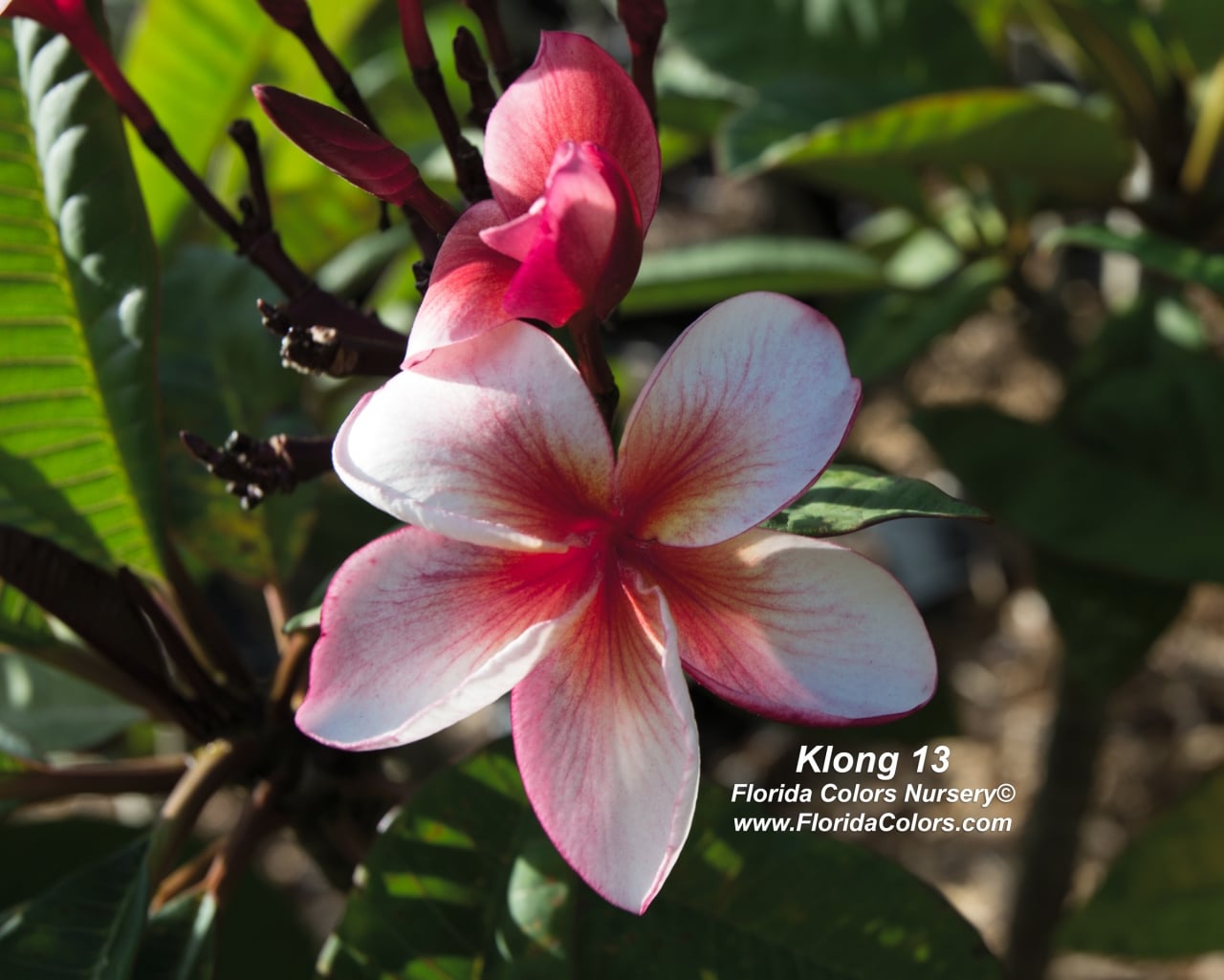Klong-13_3089.jpg
