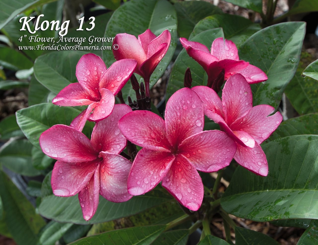 Klong-13_7051.jpg