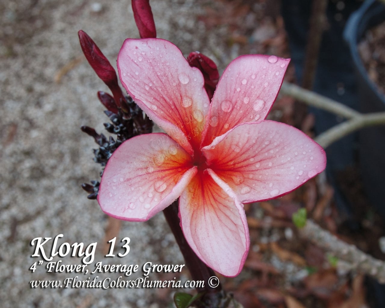 Klong-13_9446.jpg