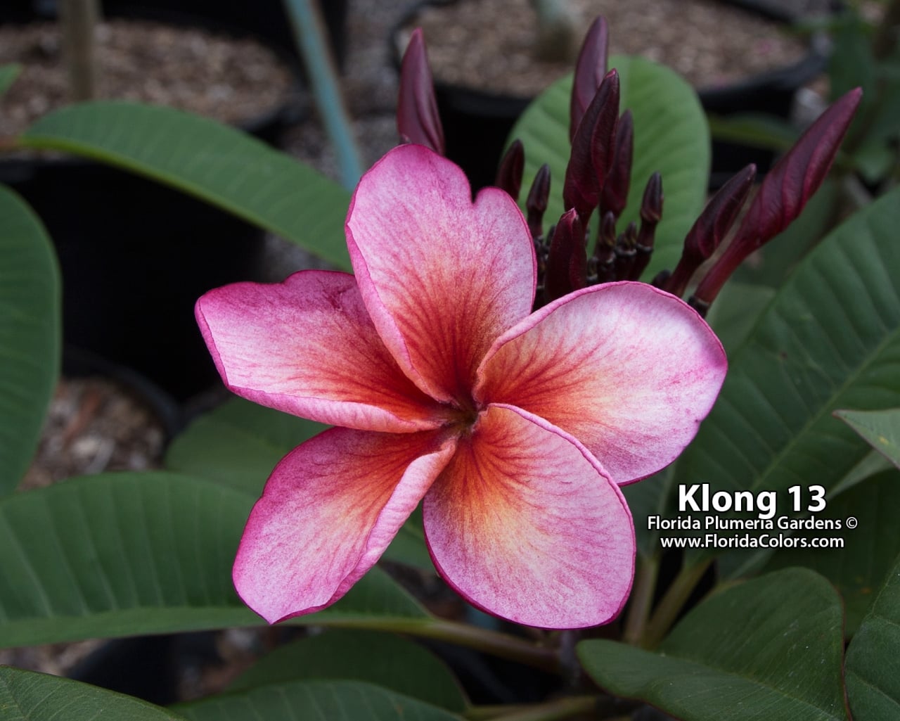 Klong-13_9509.jpg