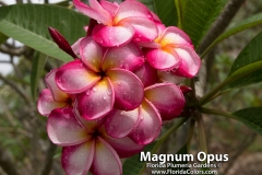 Magnum-Opus_9822.jpg