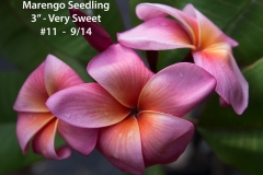 Marengo-Seedling_7528.jpg