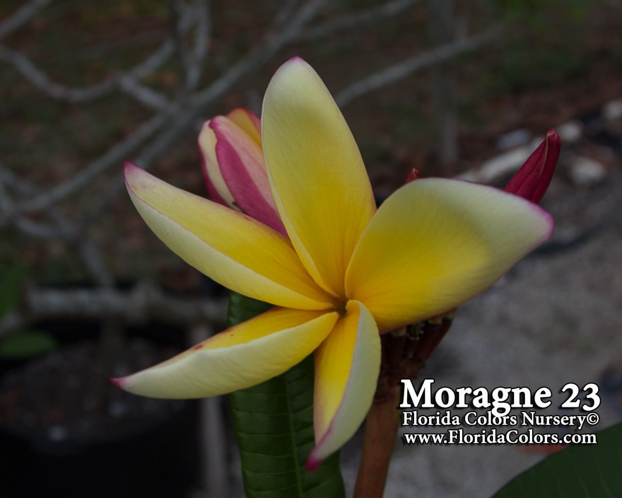 Moragne-23_0657.jpg