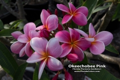 Okeechobee-Pink_9186.jpg