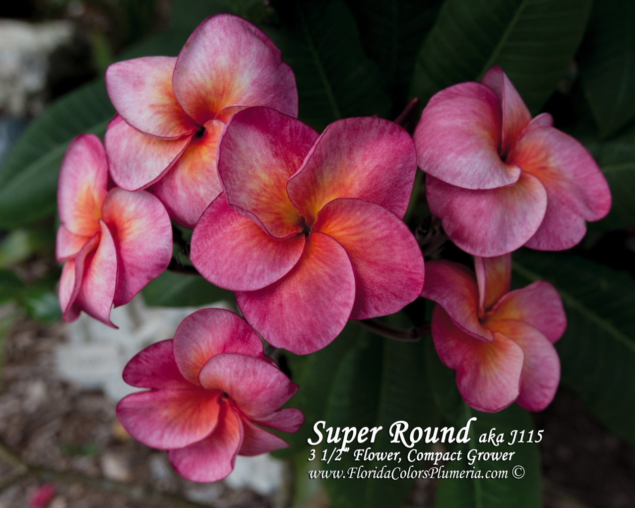 Super-Round_4741.jpg