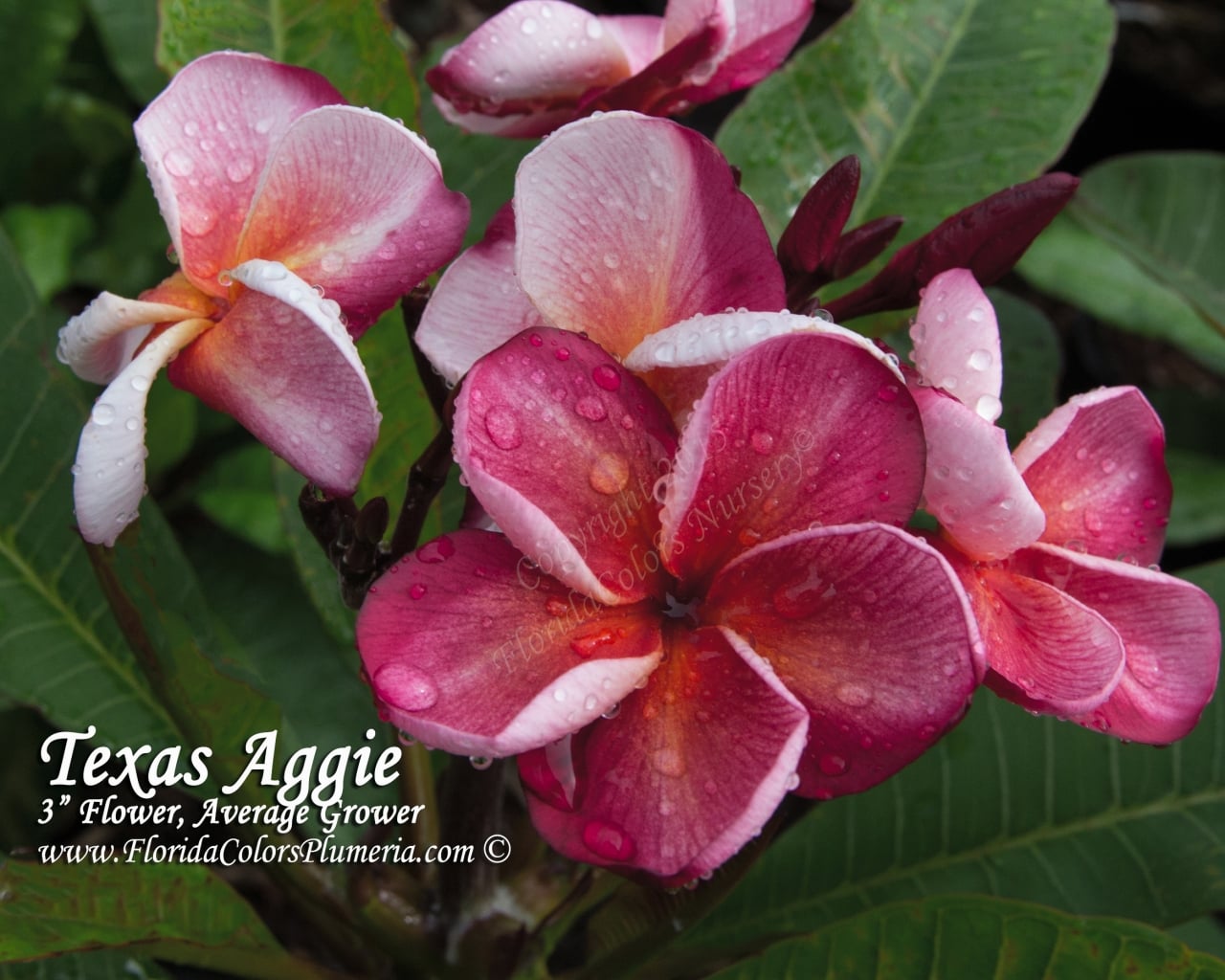 Texas-Aggie_0113.jpg
