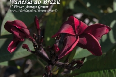 Vanessa-do-Brazil_4581.jpg