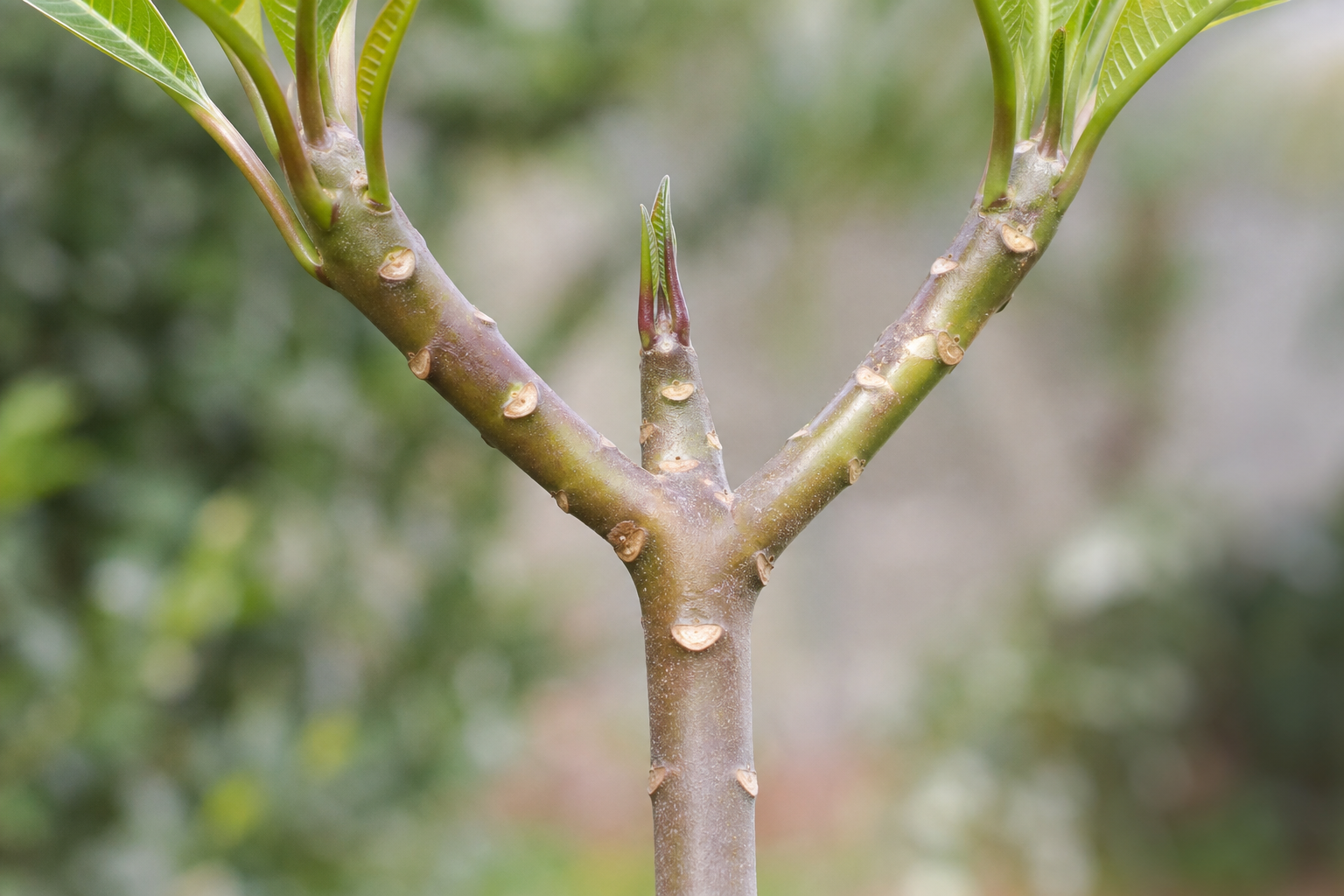 Close plumeria branch junction showing nodes, internodes, stem color, and new growth