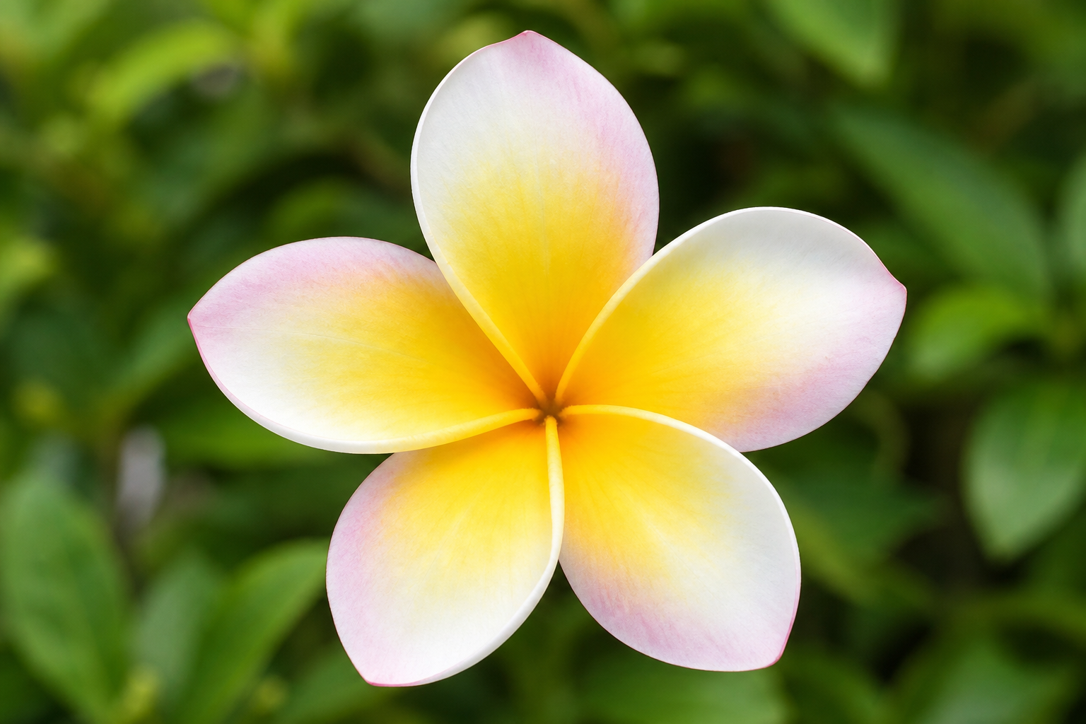 Front-facing open plumeria flower showing the complete bloom