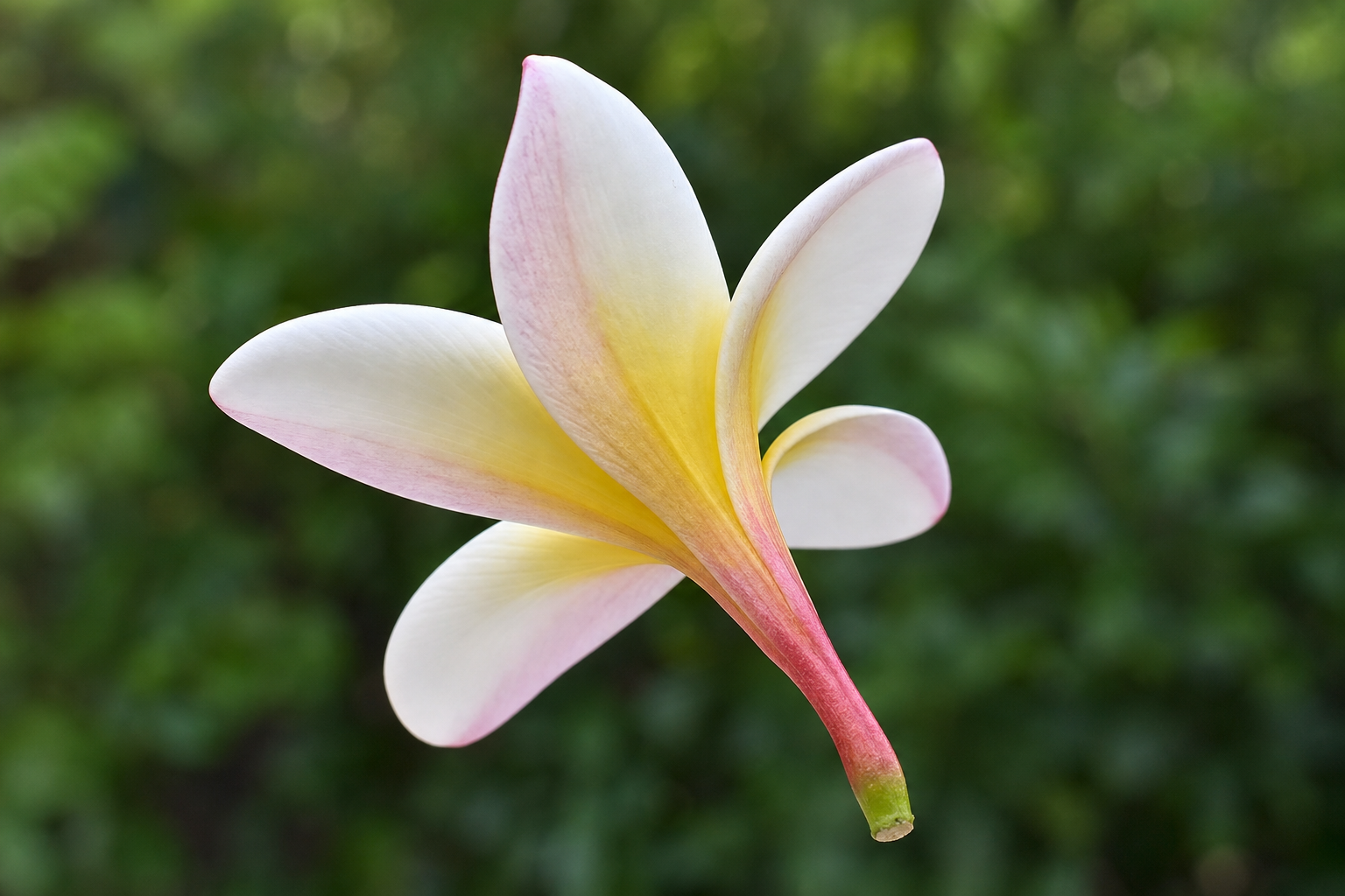 Plumeria flower viewed from the reverse and side with the flower tube visible