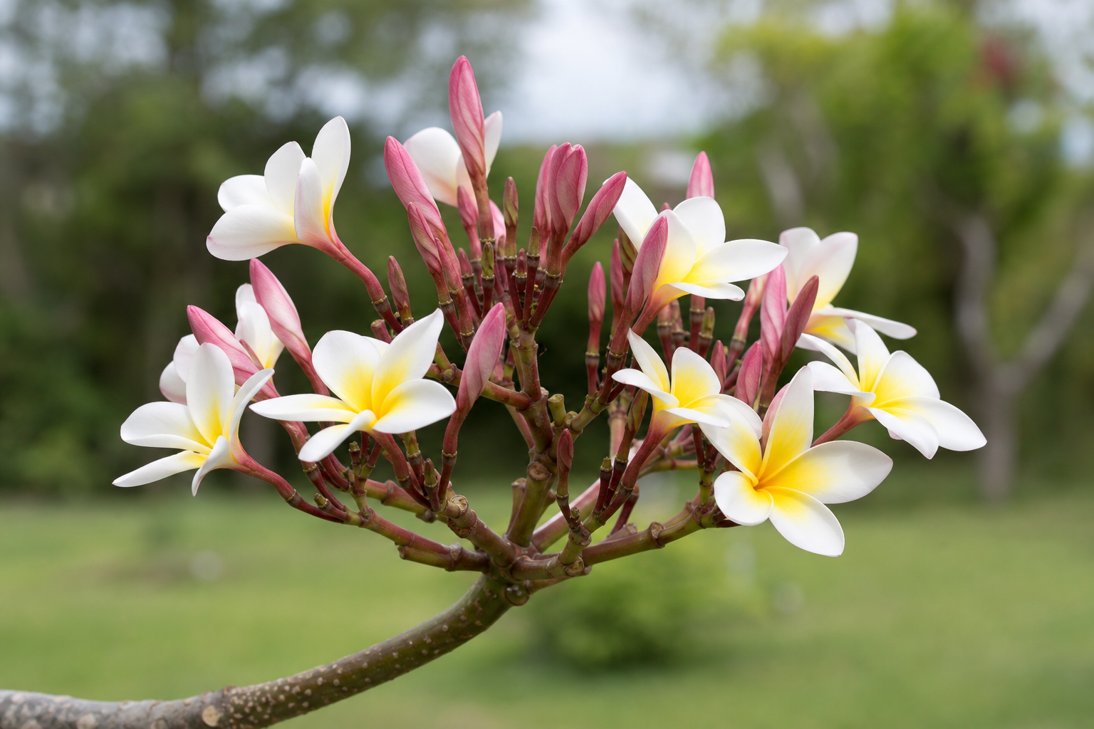 Complete plumeria inflorescence with buds, open flowers, stalk, and attachment visible