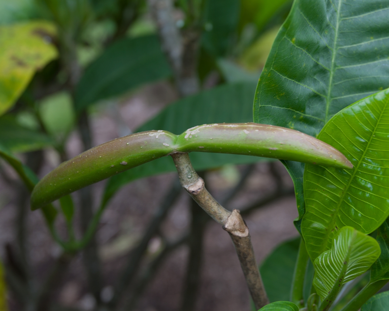 A real pair of developing plumeria seed pods attached to a living branch