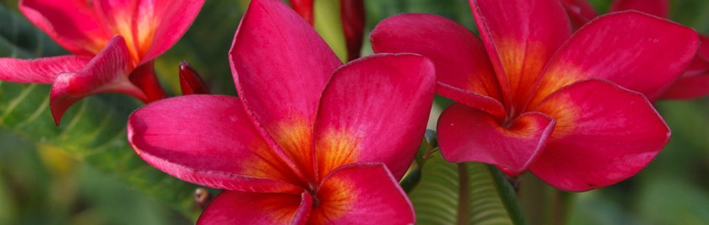 Aurelia Plumeria