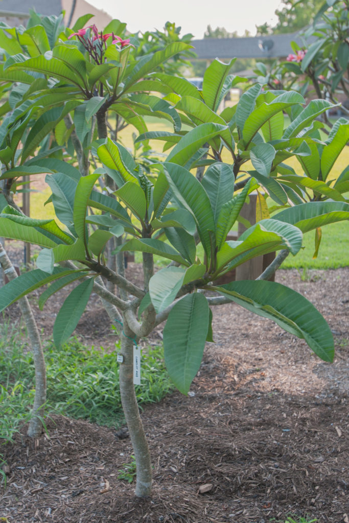 Camelot plumeria photo