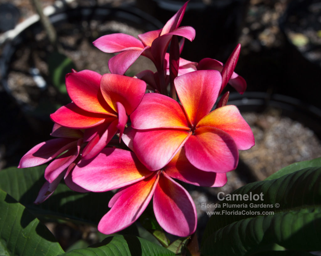 Camelot plumeria photo