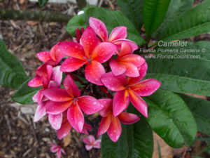 Camelot plumeria flower