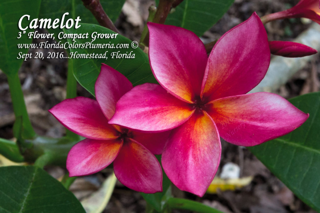 Camelot plumeria photo