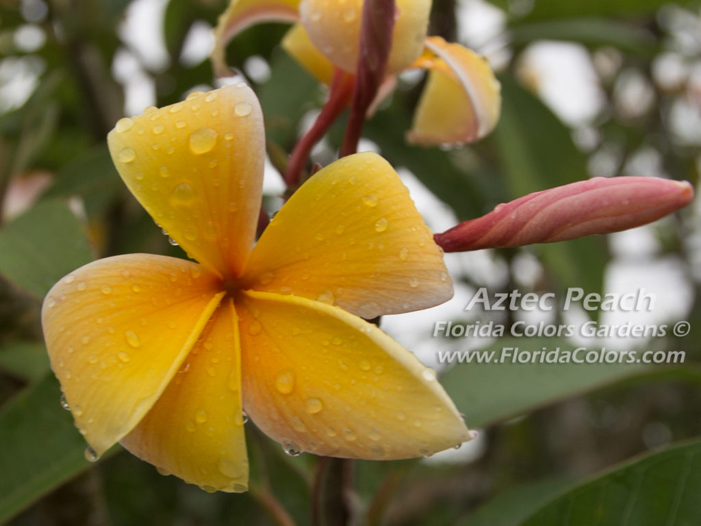 Aztec Peach plumeria photo