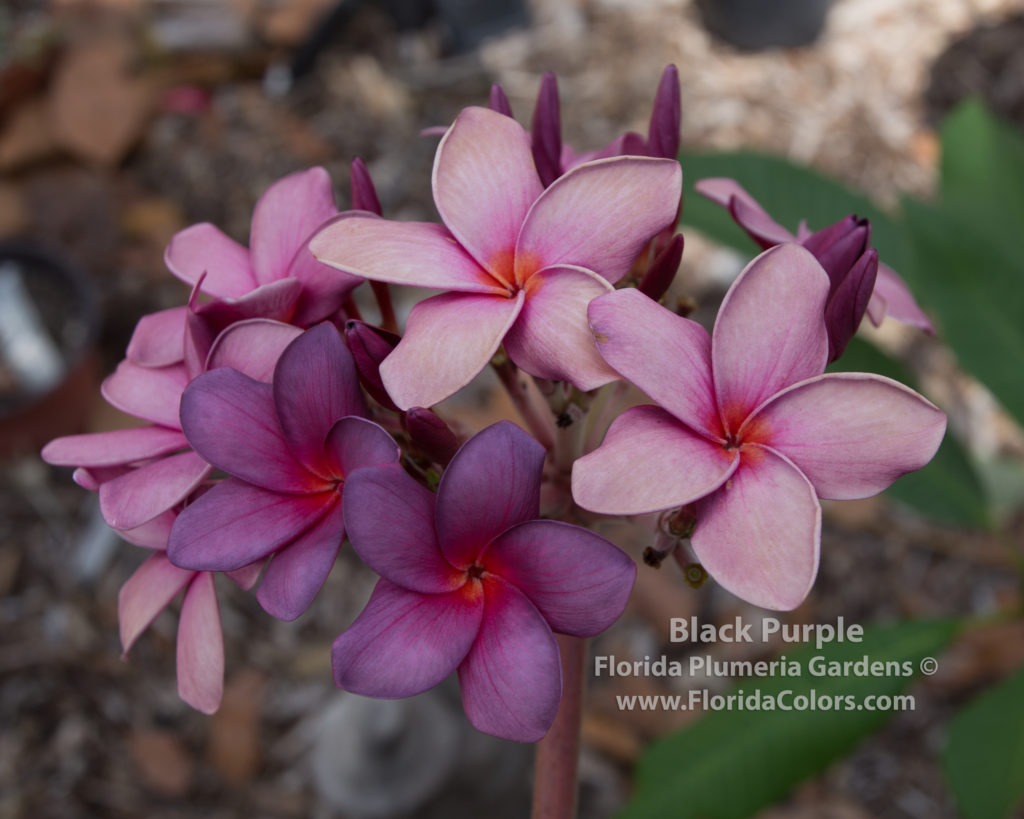 Black Purple plumeria photo