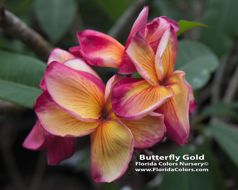 butterfly-gold_1067